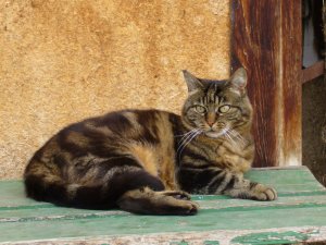 Grosses bild anzeigen 20060805 098.jpg